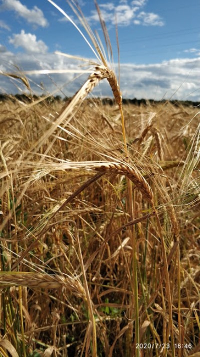 Пшеница фото 1.jpg